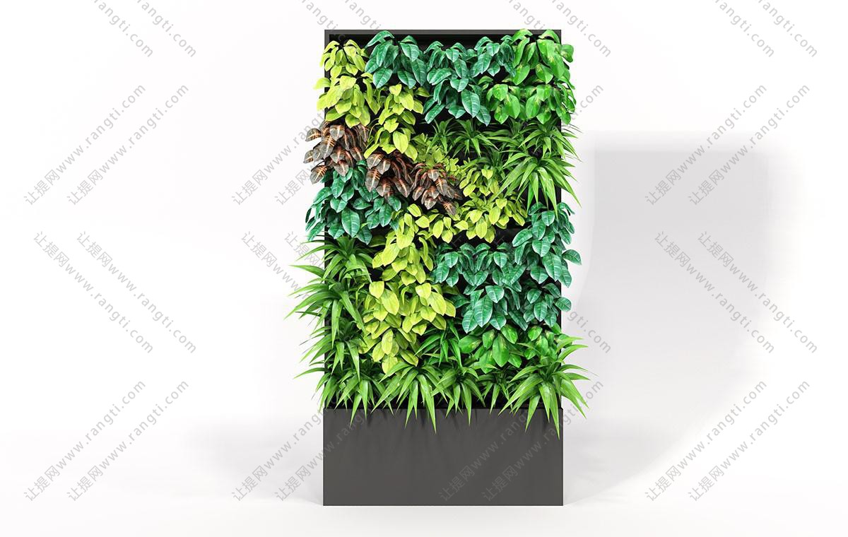 形似桃叶珊瑚草的长方形植物墙