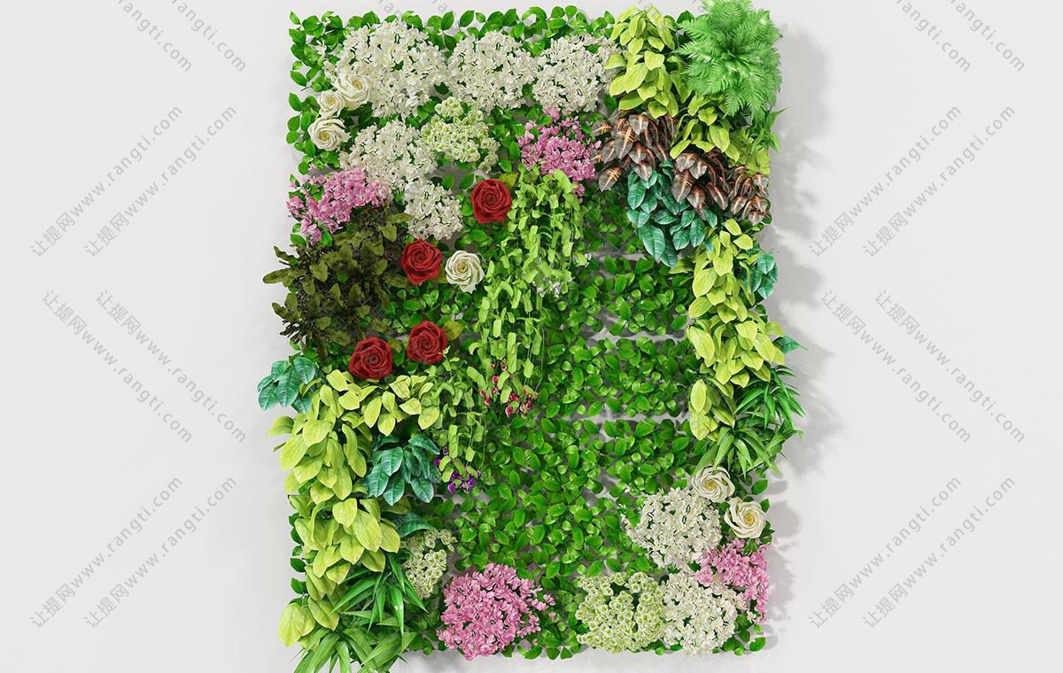 玫瑰花、绣球花和冷水花的长方形植物墙