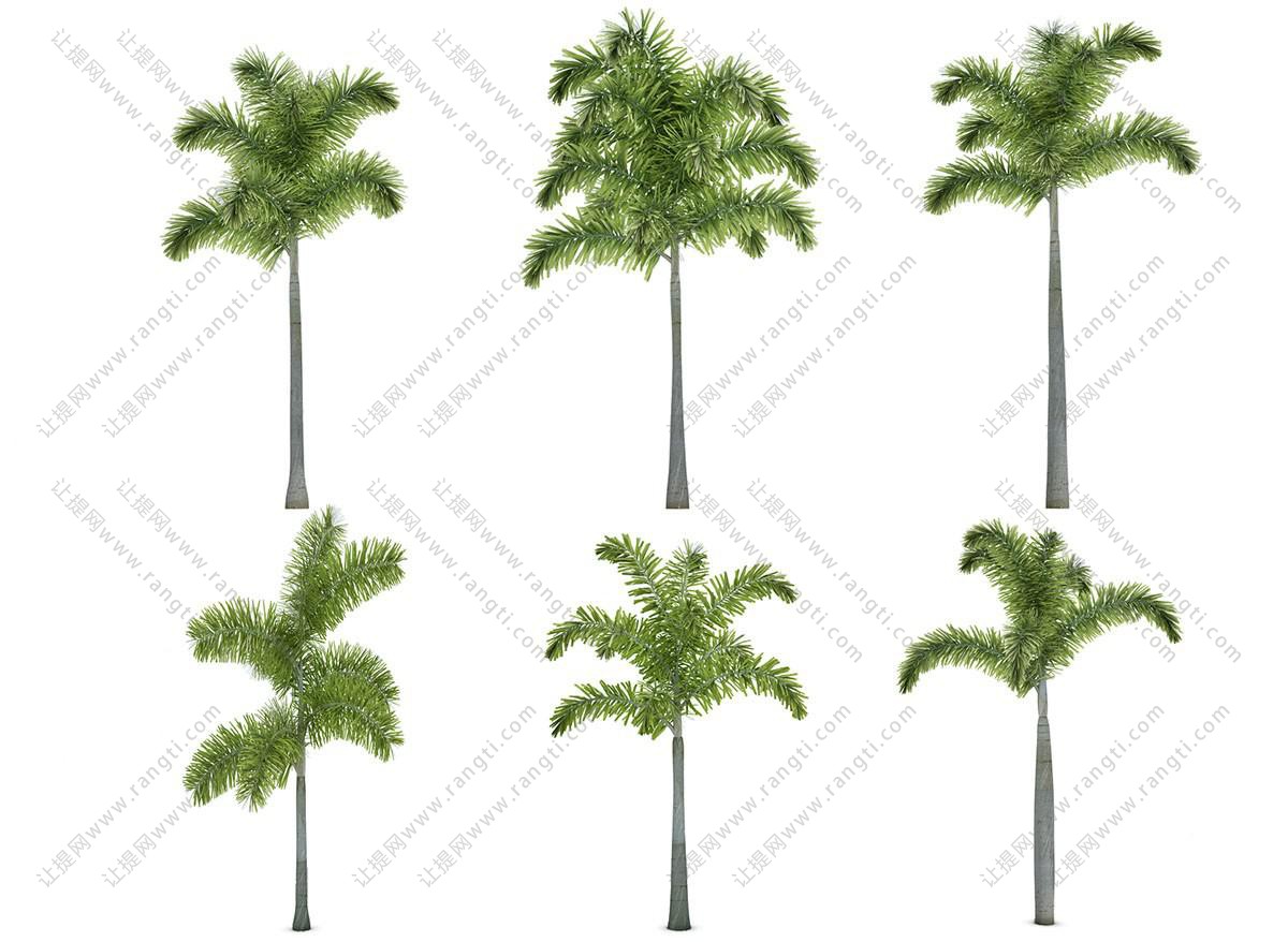 六棵不同造型王棕热带景观树木