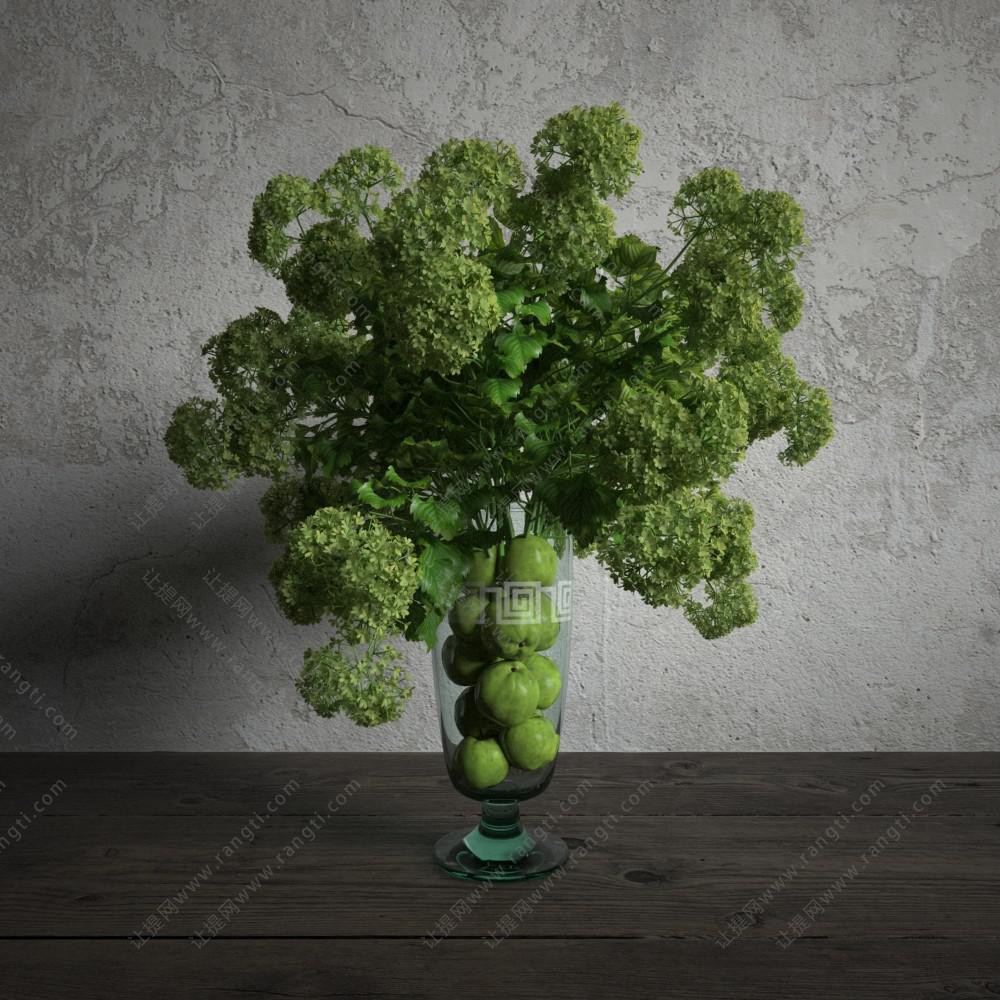贝壳草花瓶植物