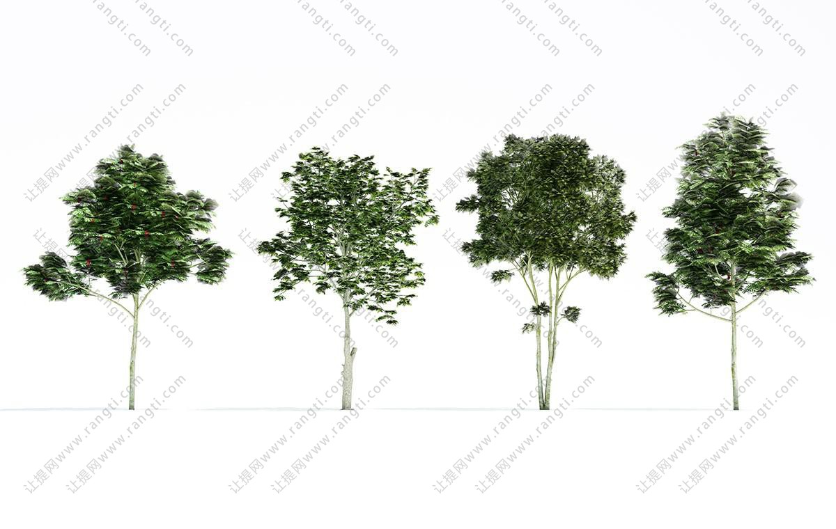 室外结有红果的山楂树 景观树木