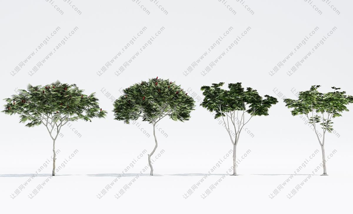 类似结着红色果实的接骨木 景观树木