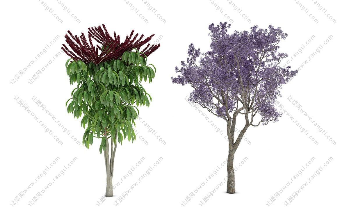蓝花满树的蓝花楹 景观树木