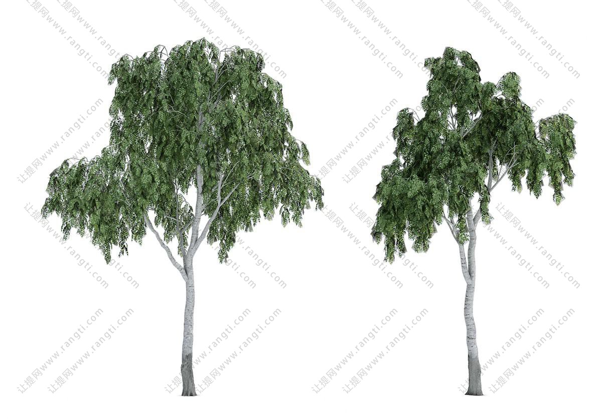 枝干粗壮高挑的槐树 景观树木