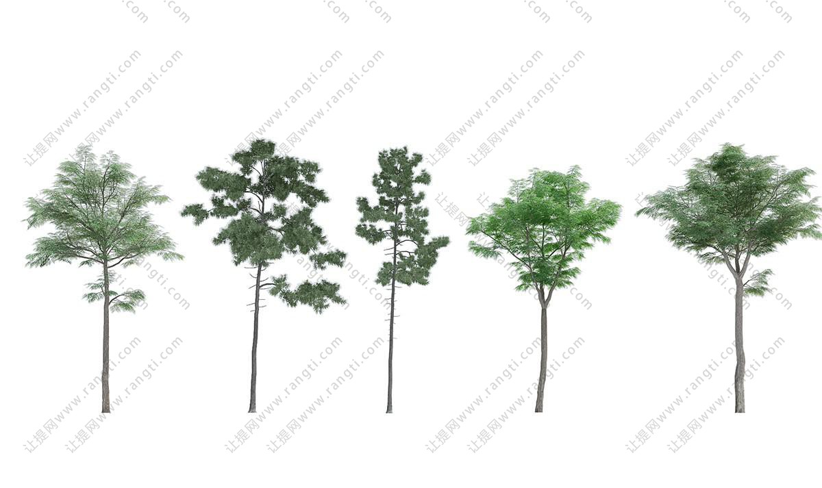景观树木之造型不一的松树、粗榧树