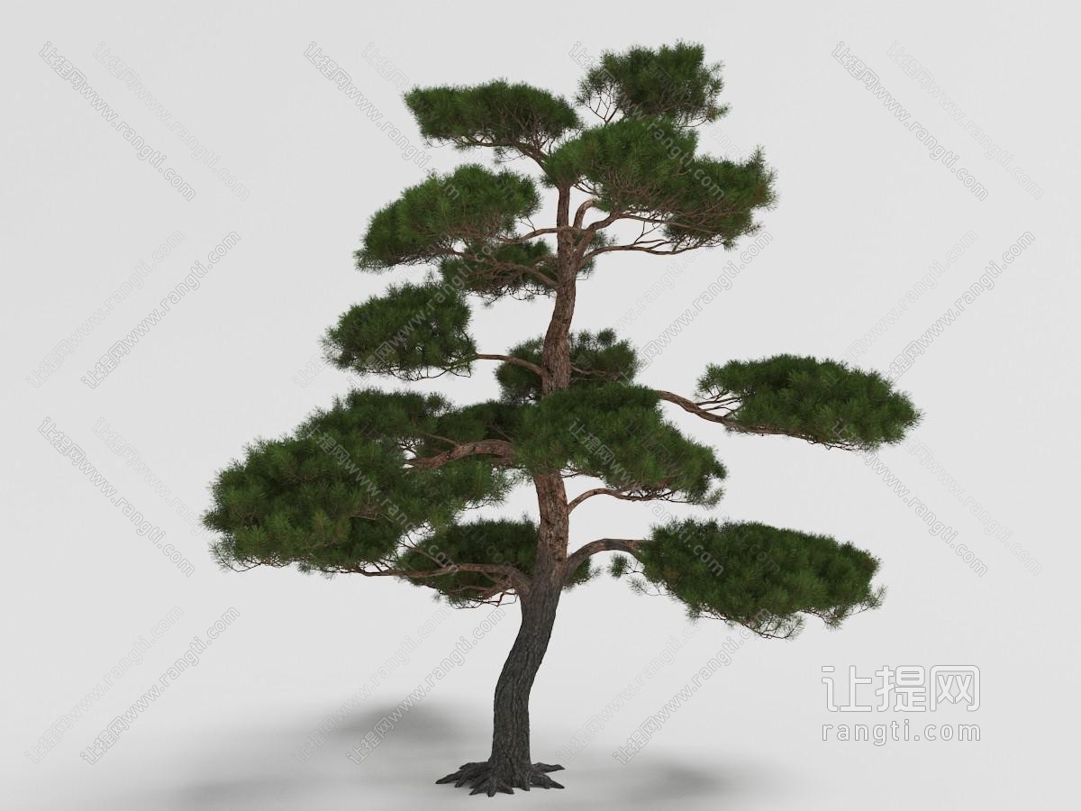 一棵高大的迎客松景观树木