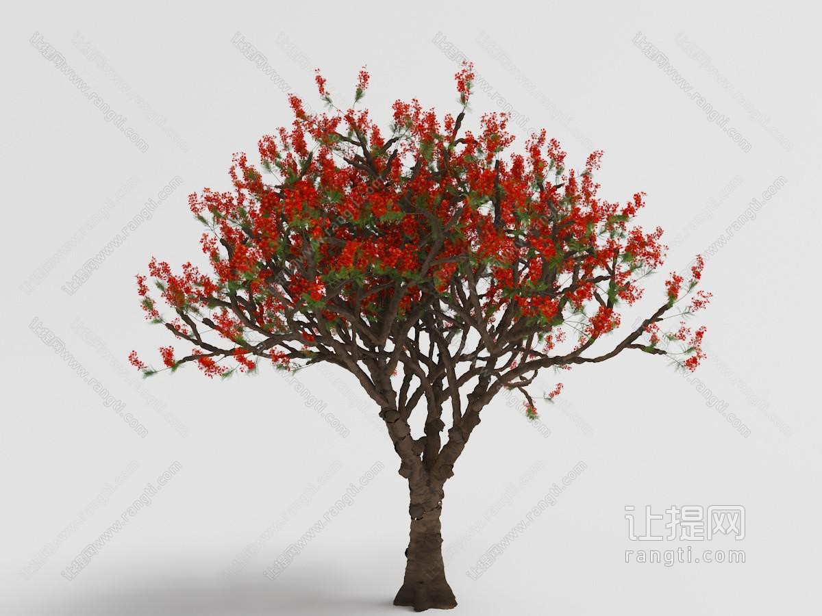 开满红色鲜花的景观树木