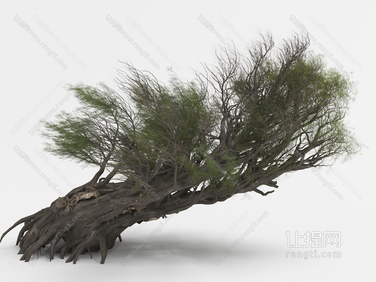 根木丛生的倾斜乔木景观树