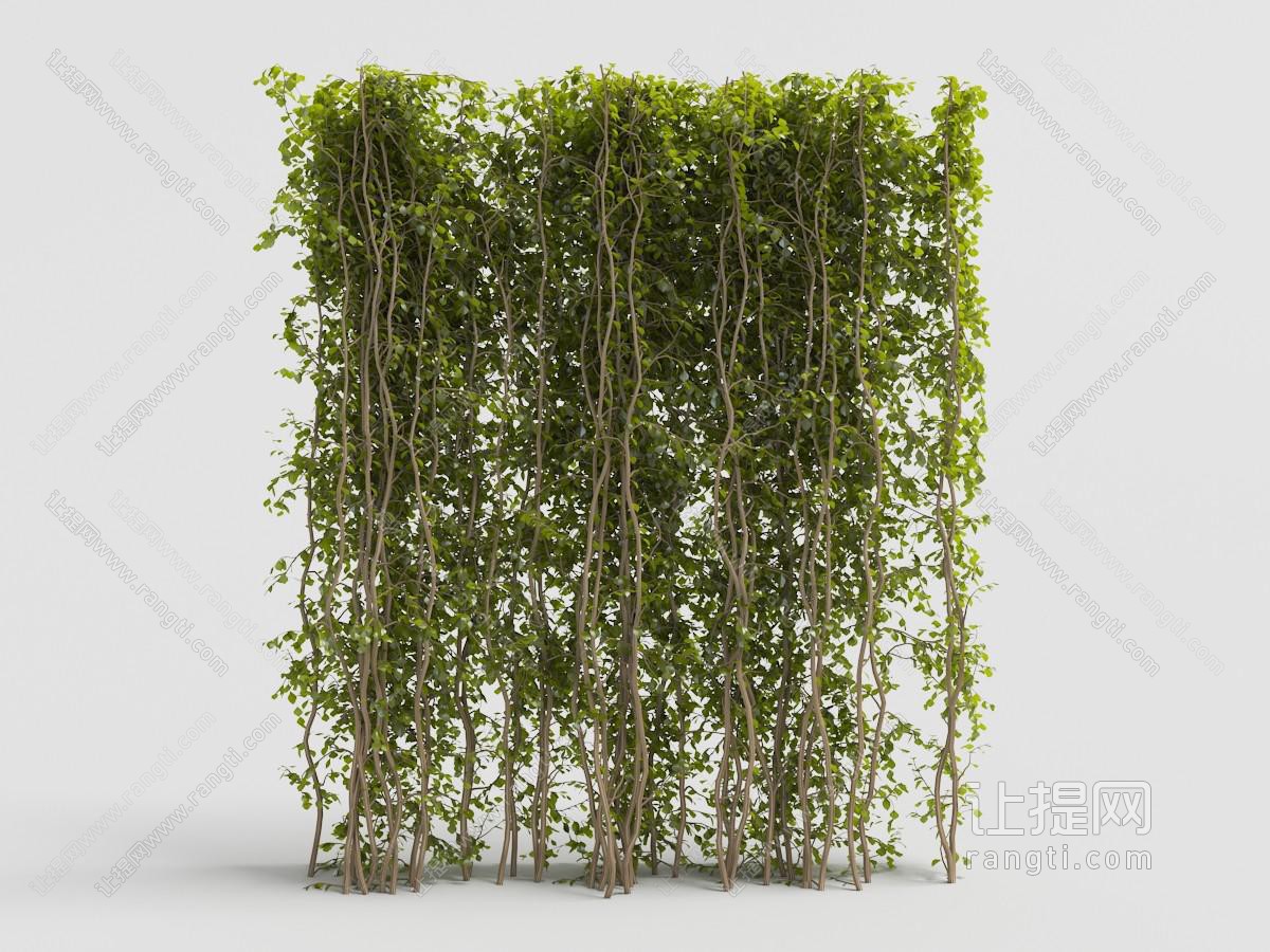 向上攀爬的长方形藤蔓植物墙
