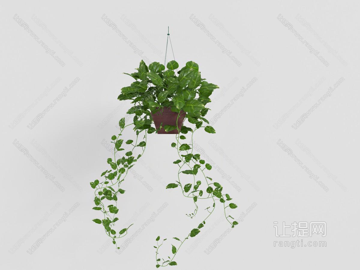 挂在墙上的绿色藤蔓植物