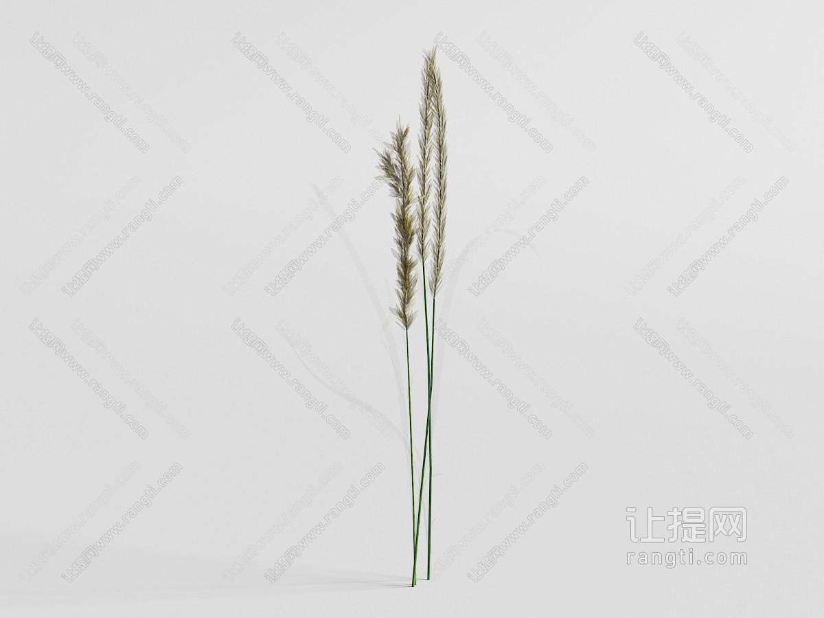 透明玻璃花瓶里的芦苇花瓶花卉