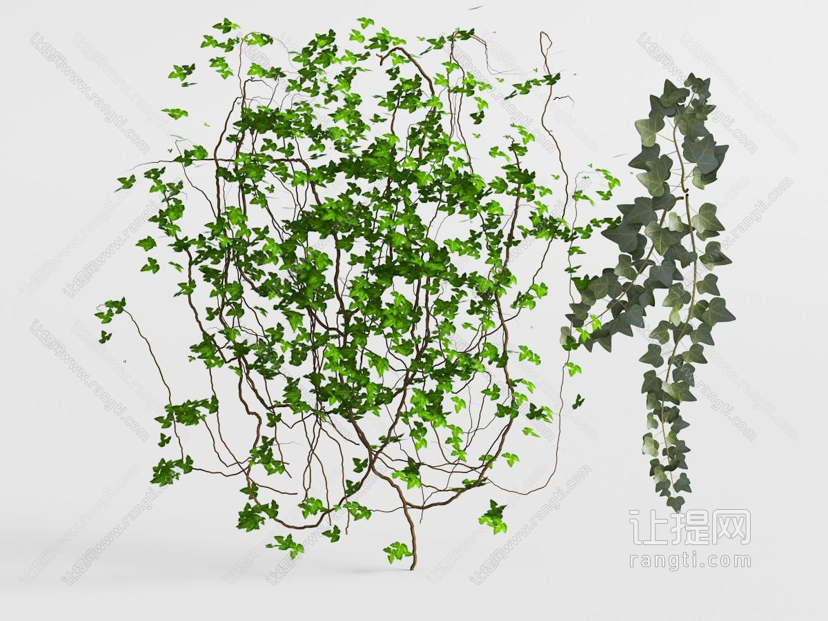 弯曲缠绕的藤蔓植物