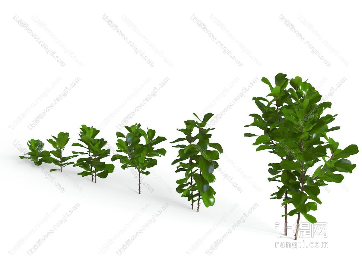 长在地面上的花草植物