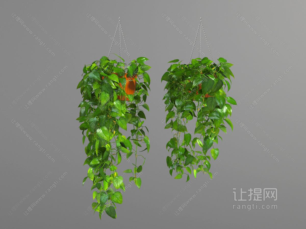 种在红色塑料花盆里的绿萝藤蔓植物