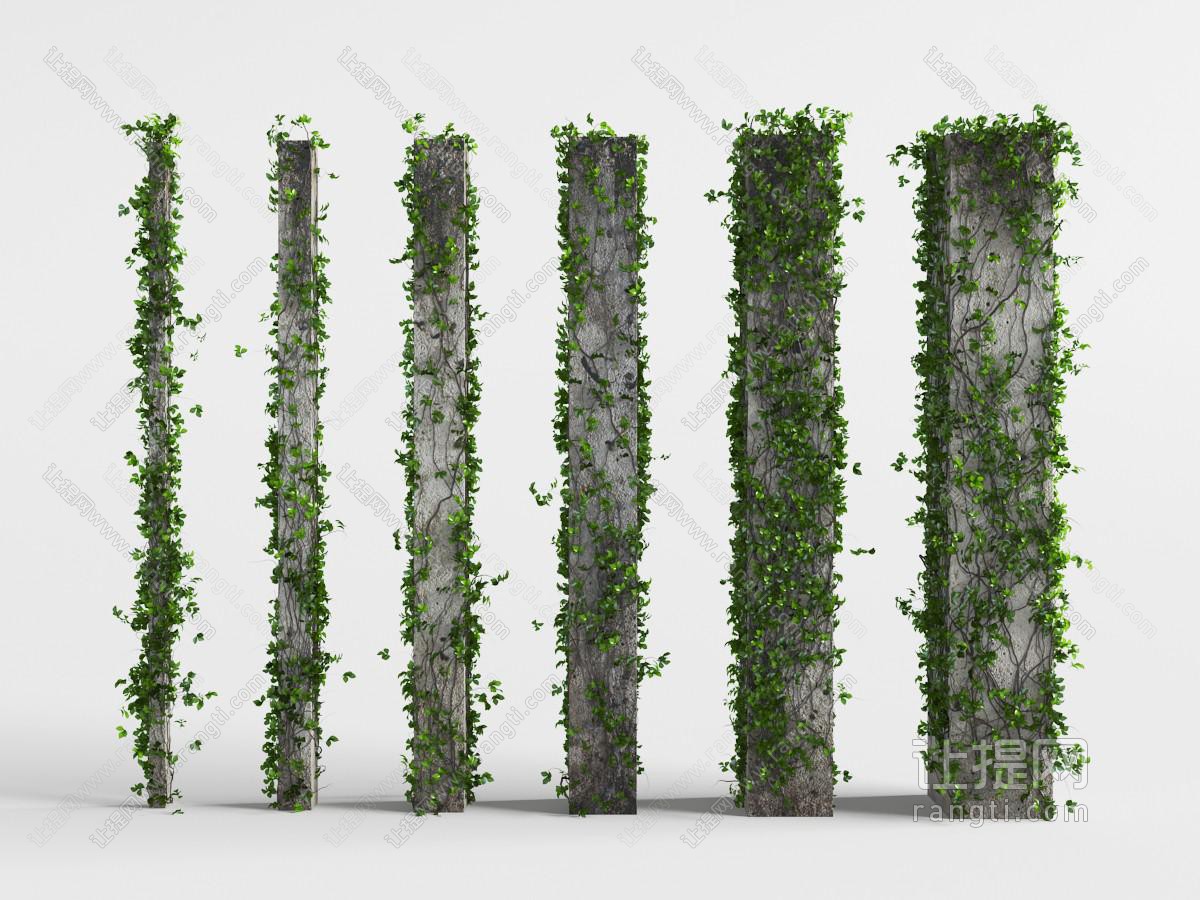 缠绕在水泥柱上的绿色藤蔓植物