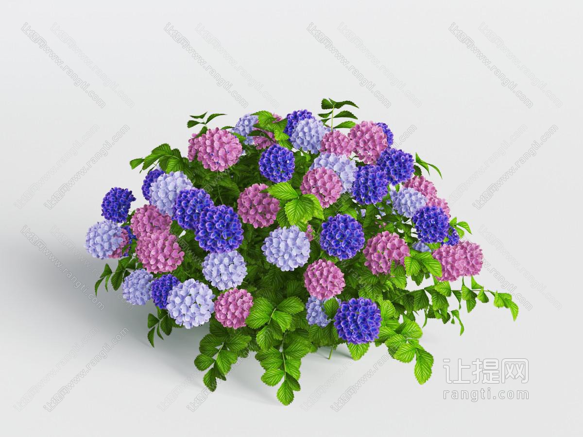 开满绣球花的花草植物