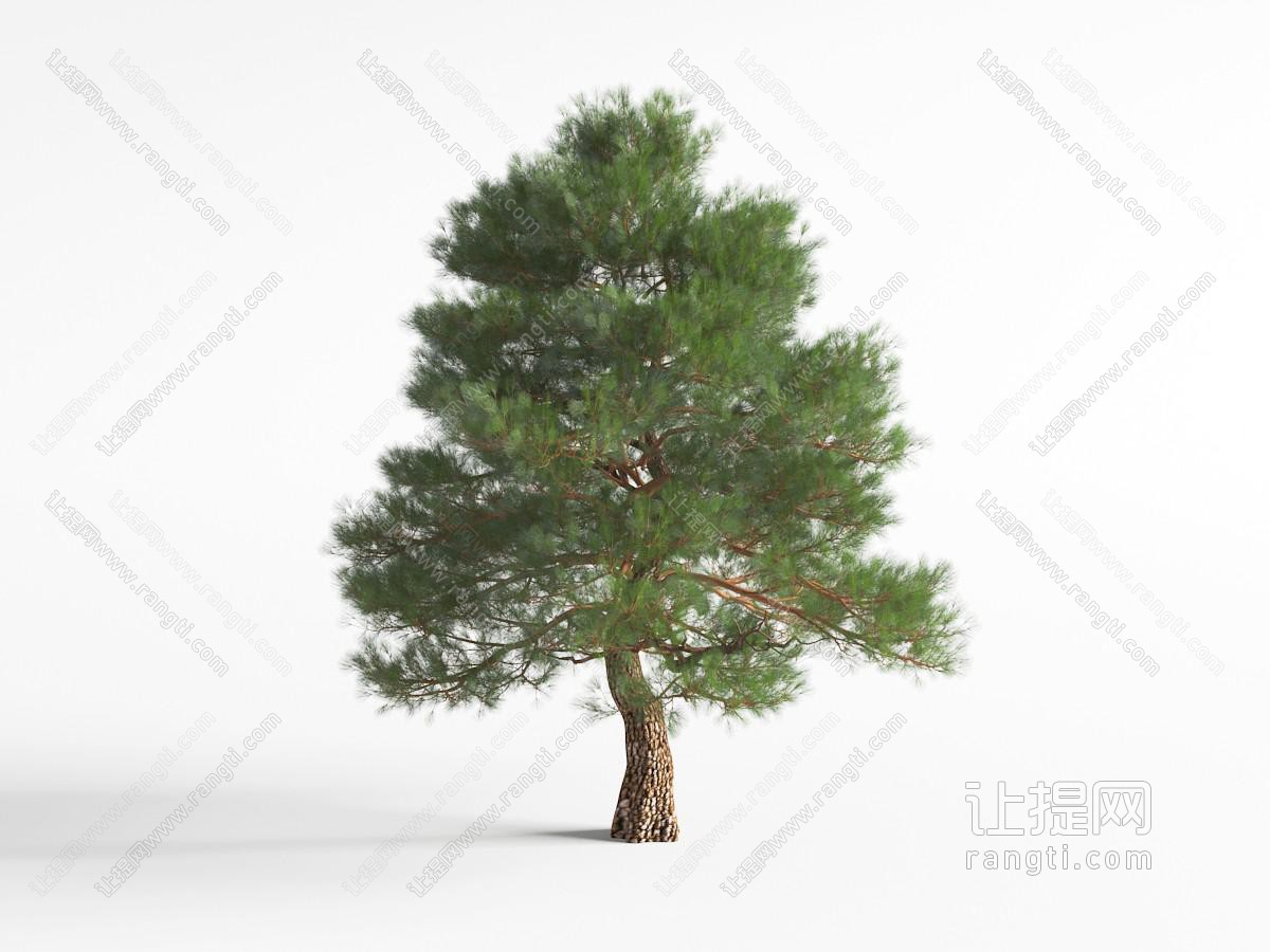 松树景观树木