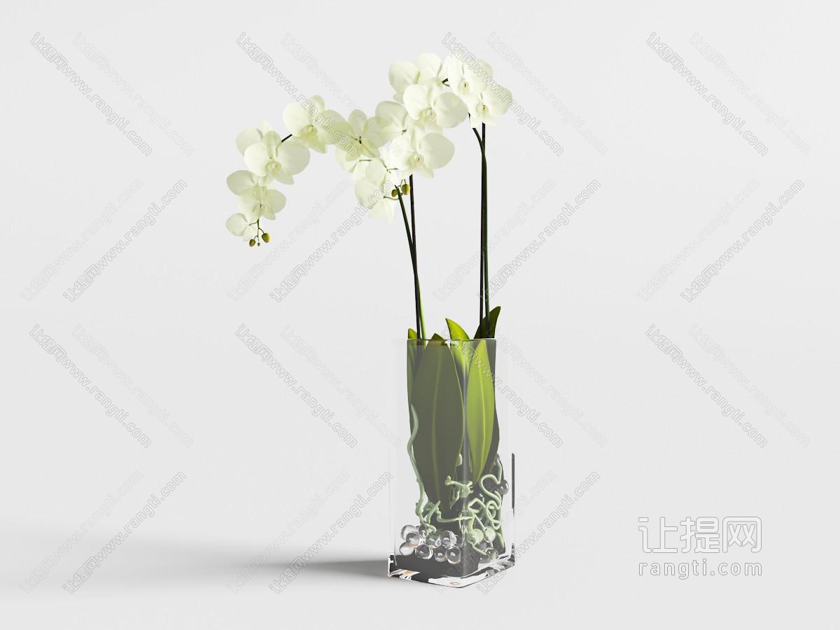 蝴蝶兰花瓶花卉