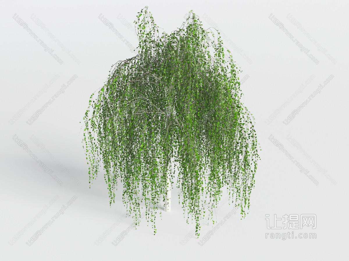 一棵垂丝柳树道旁树木
