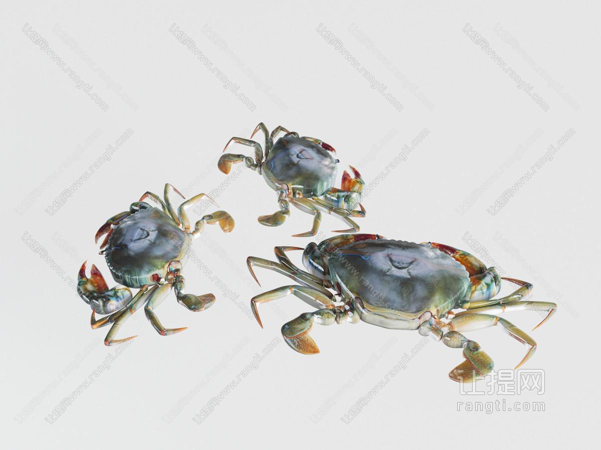 螃蟹水族动物