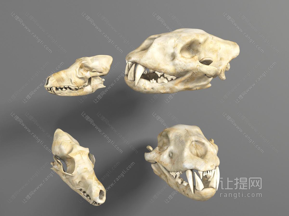 恐龙头骨