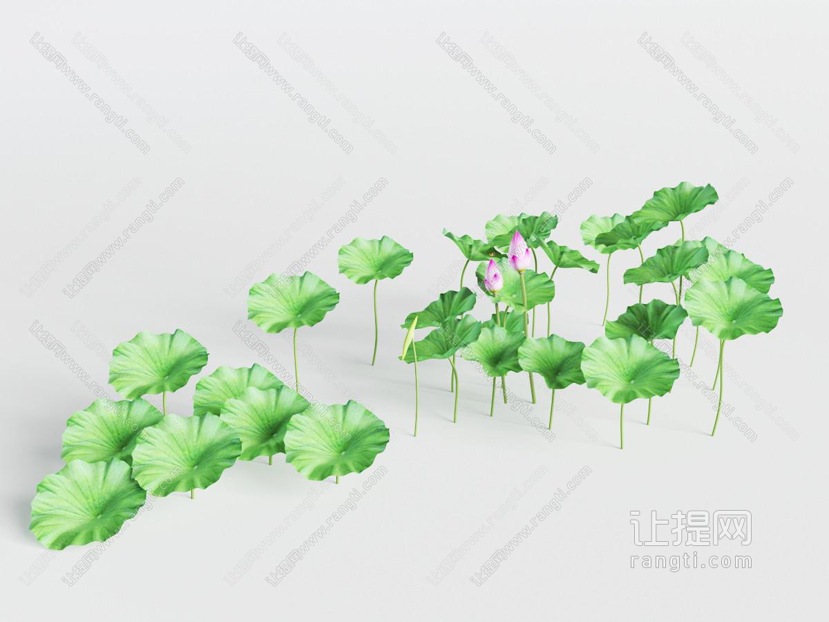 荷花植物