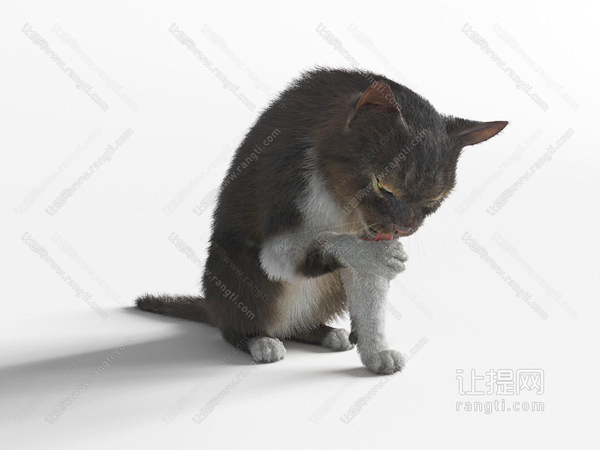 小花猫