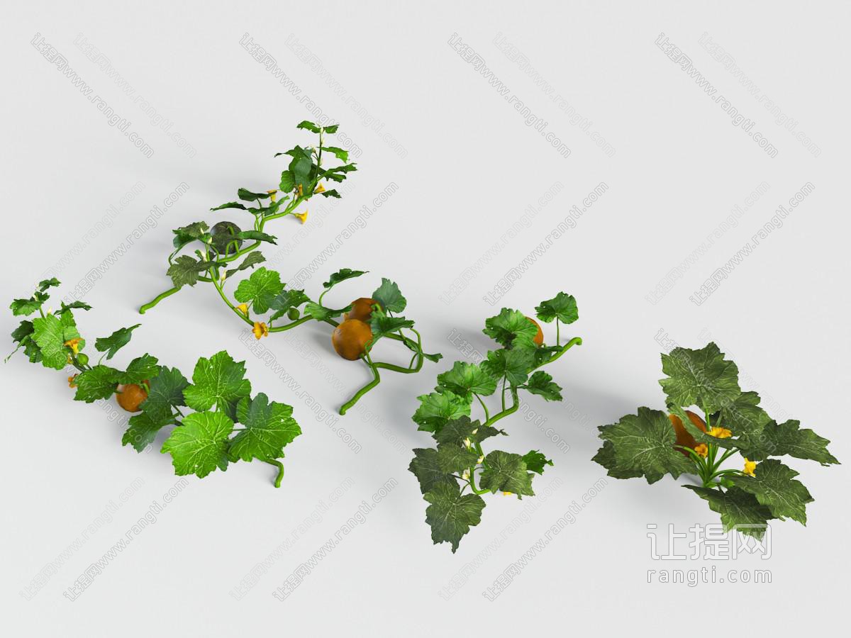 爬满地面的南瓜藤蔓植物