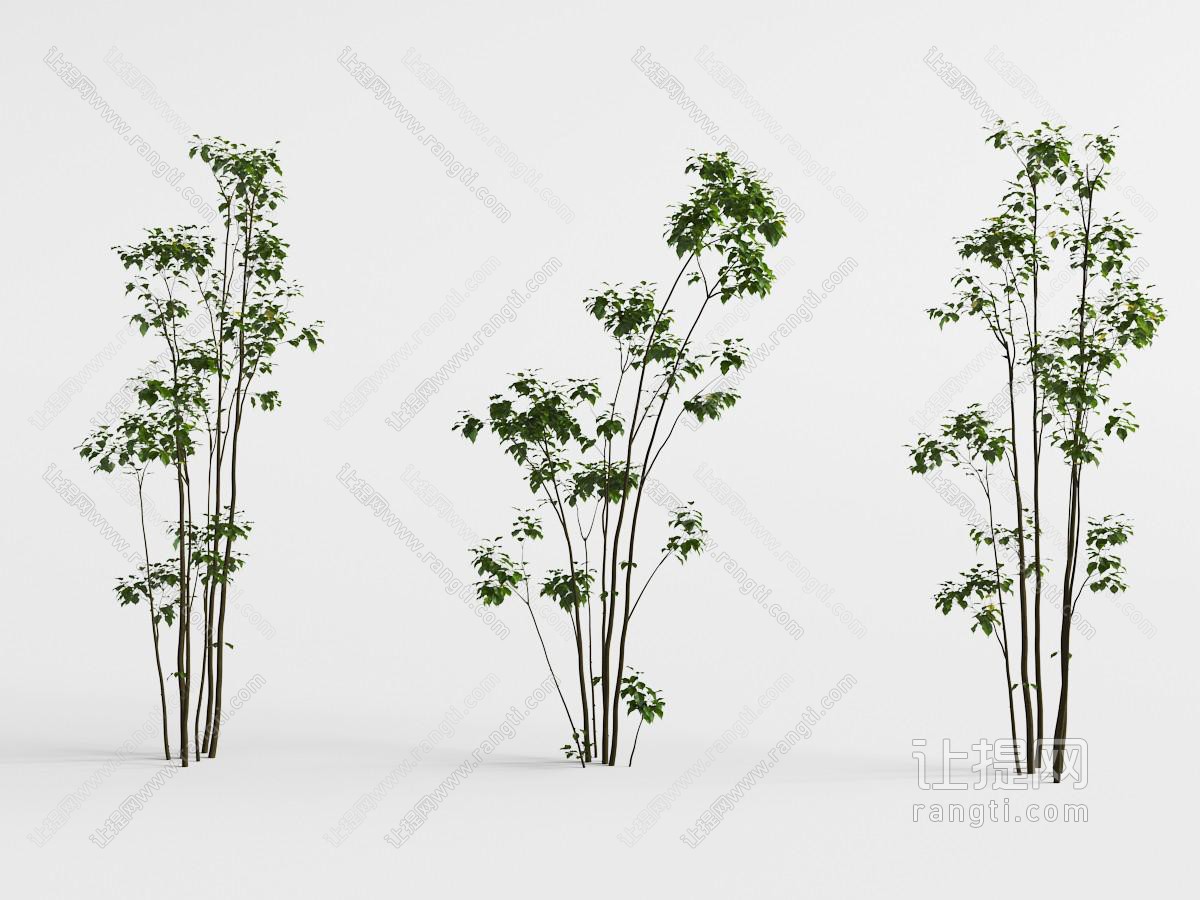 三棵枝叶稀疏的景观树木