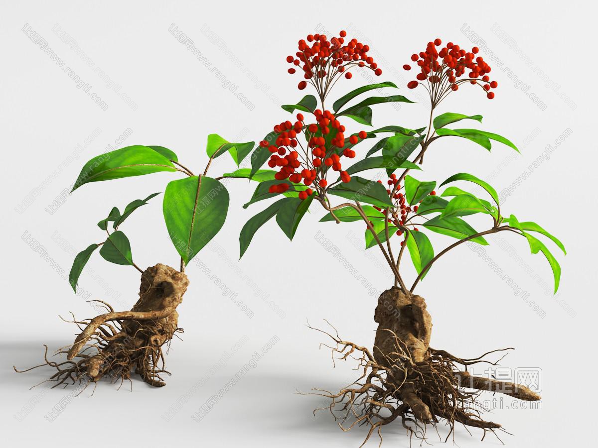 人参根茎花植物