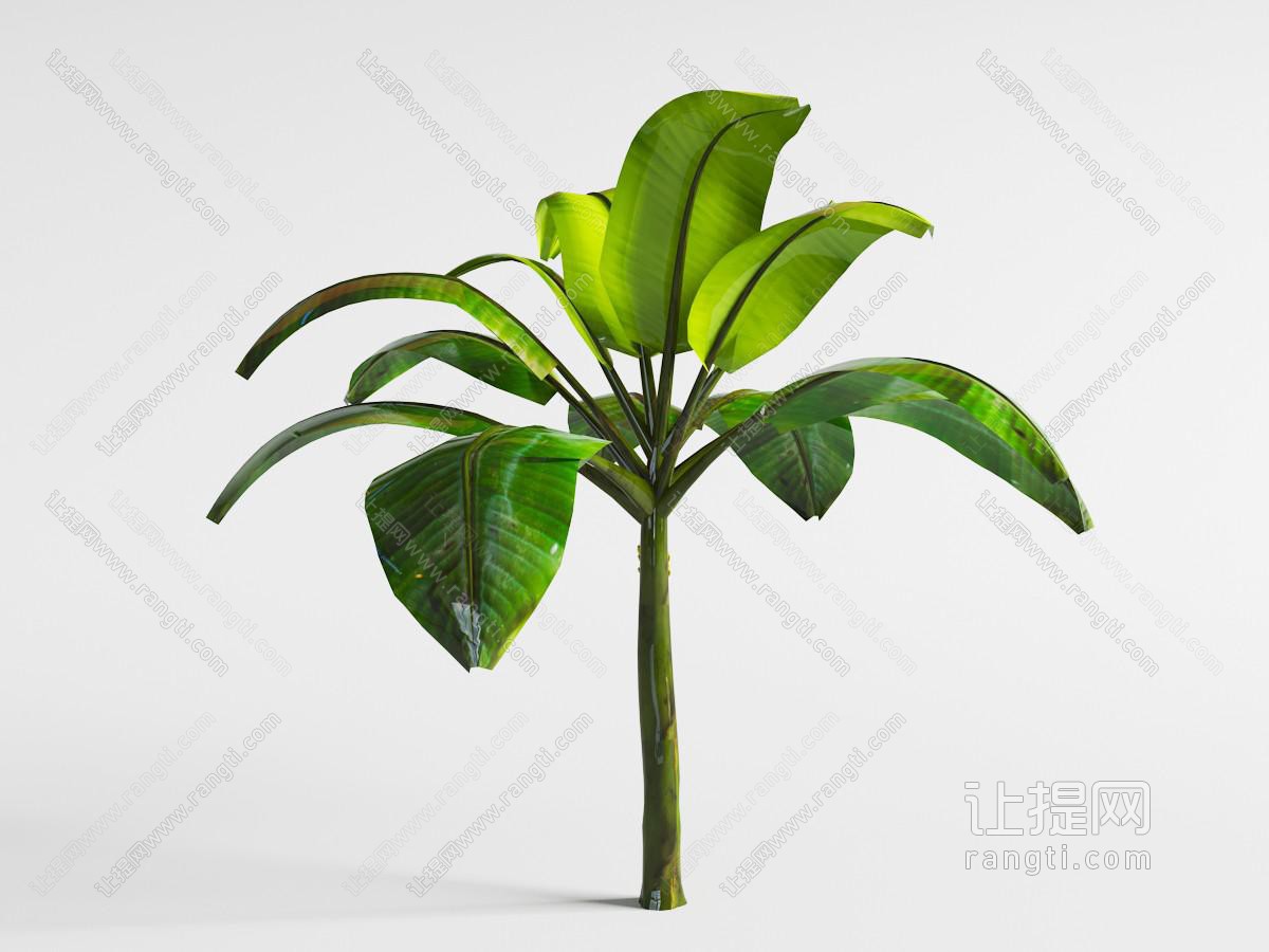 一棵芭蕉树