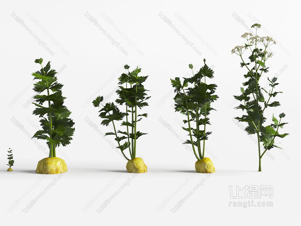 几颗长出地面的萝卜花草植物