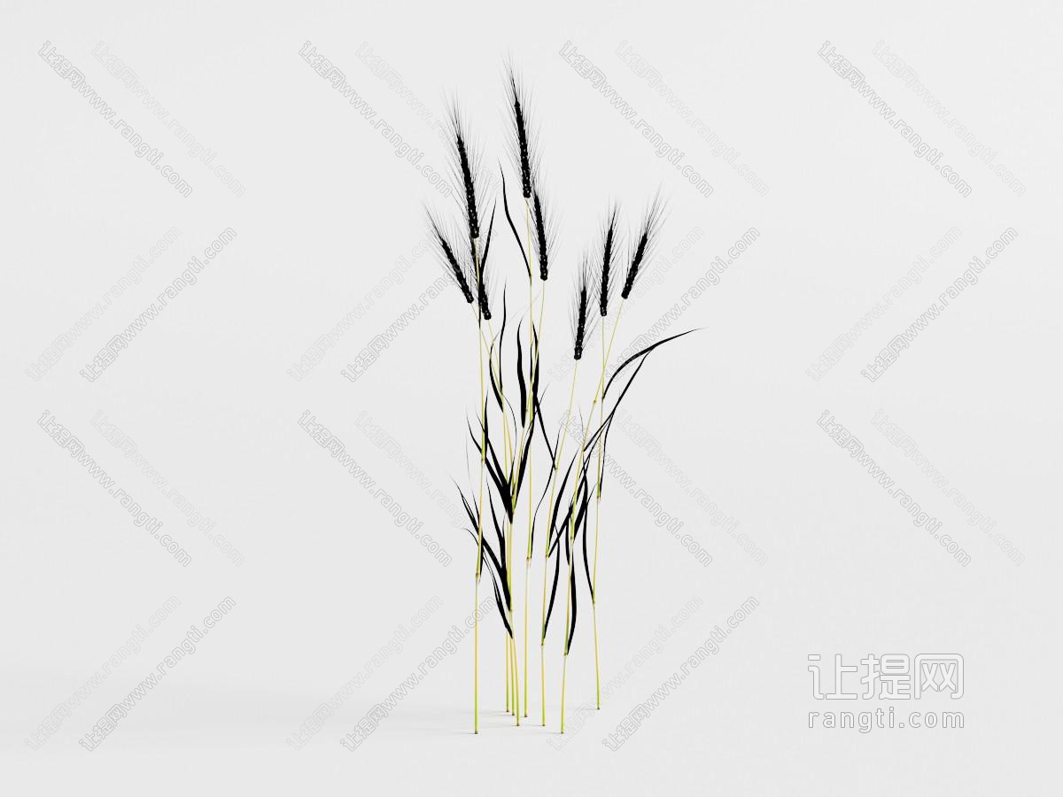 结果穗的麦苗农作物花草植物