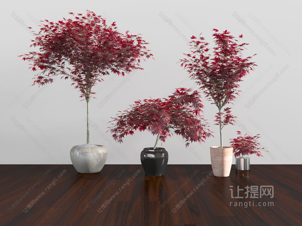 新中式陶瓷花盆盆栽枫树植物