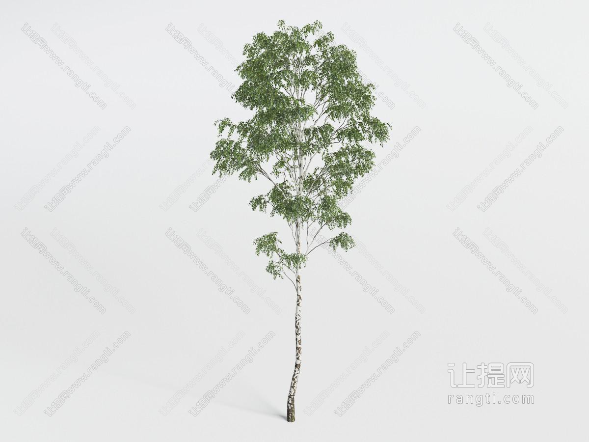一棵高耸的绿色树叶景观树木