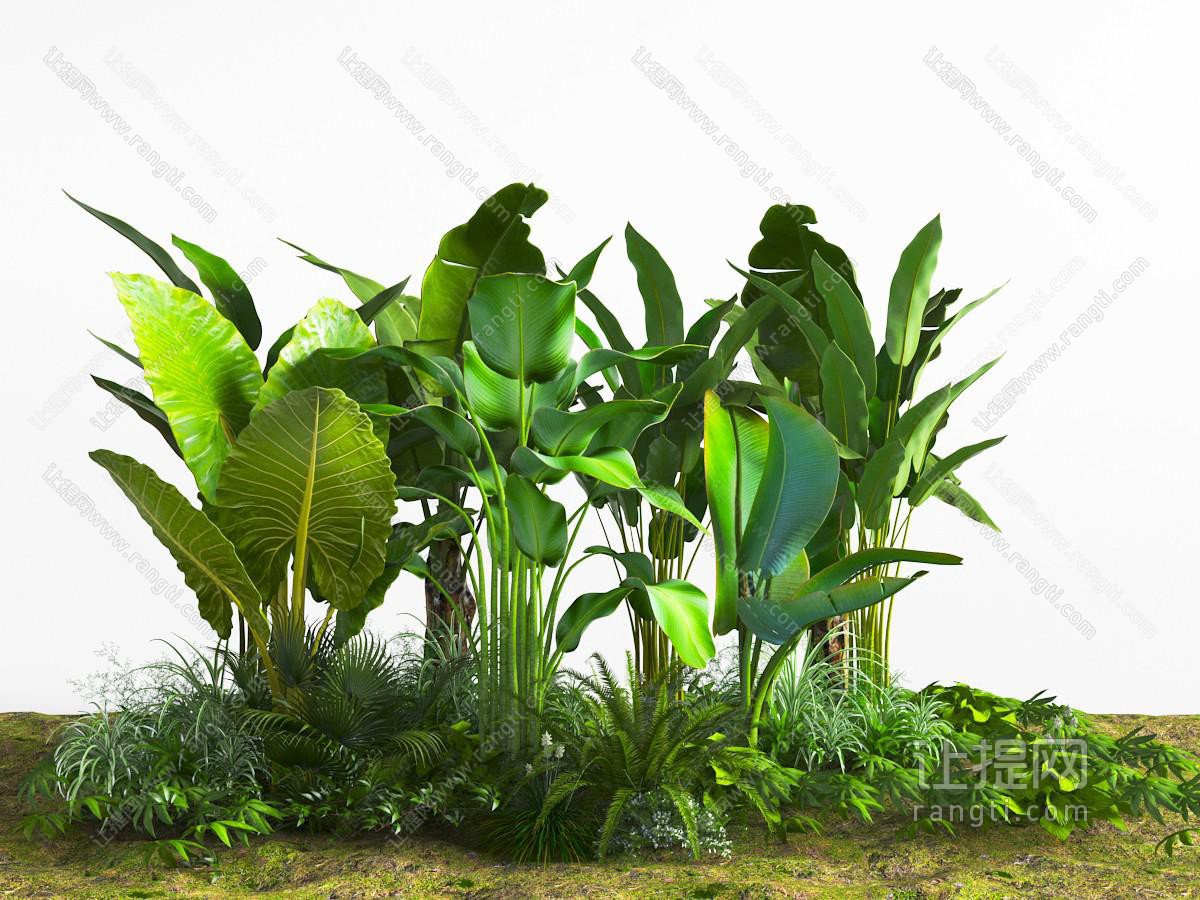 地面上的大叶观赏花草植物