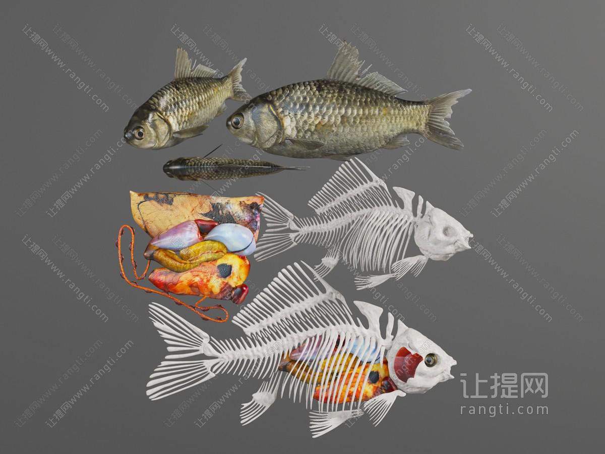 鱼的骨骼、内脏解剖标本