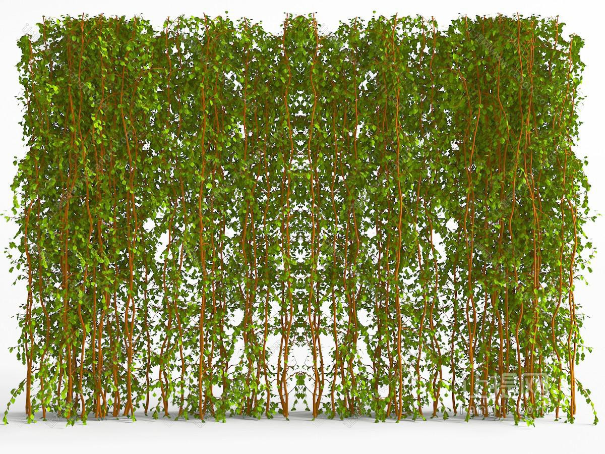 藤蔓植物墙