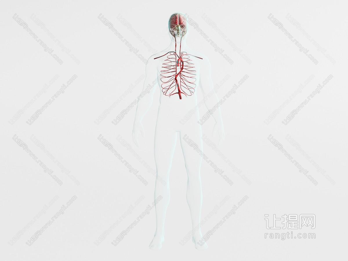 医学透明人体器官