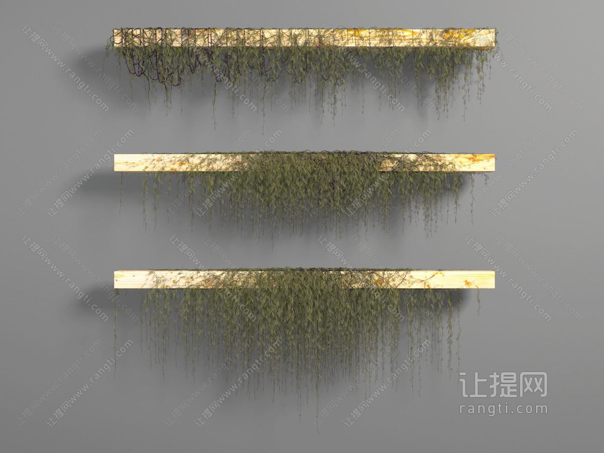 藤蔓植物