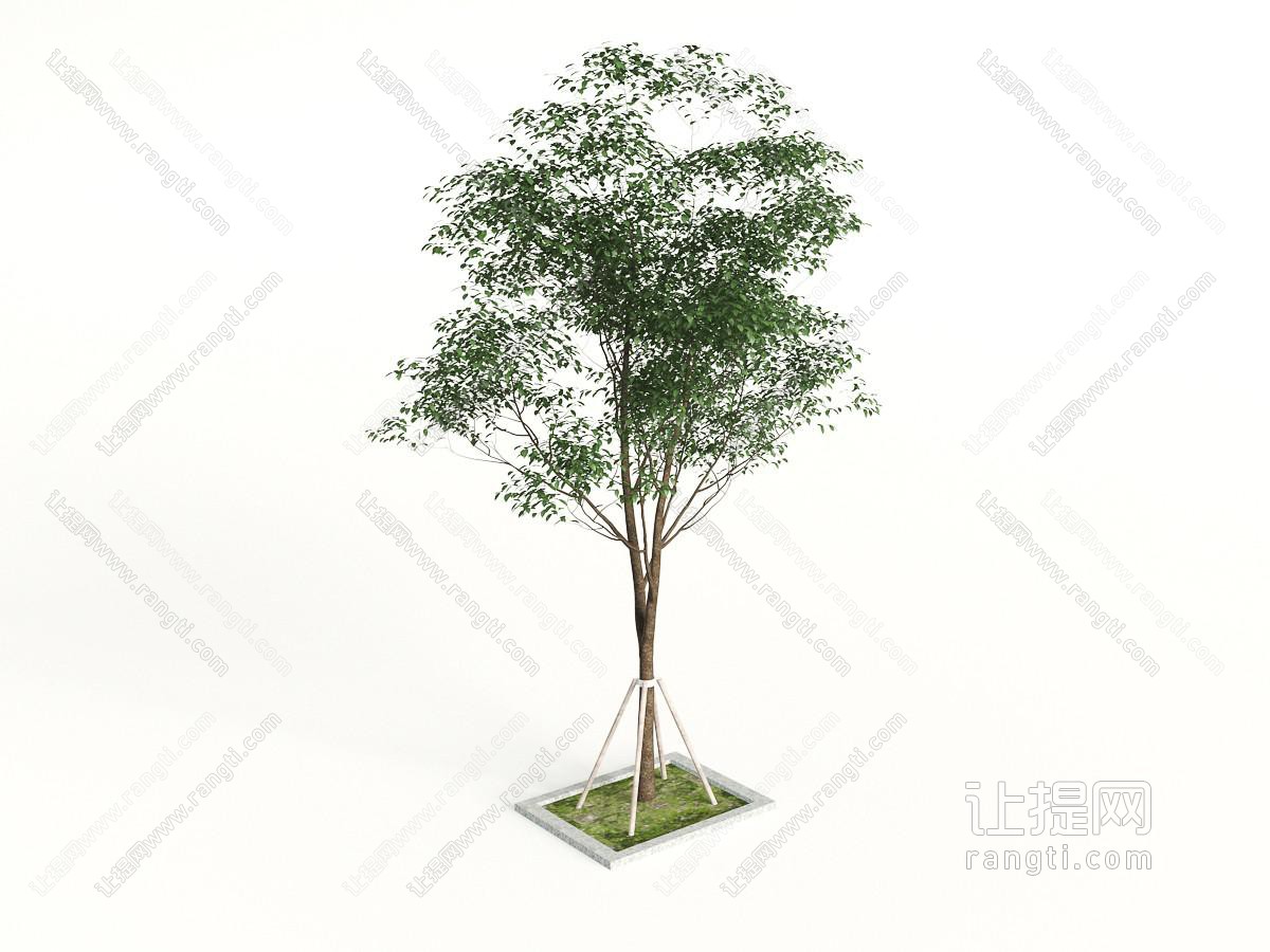一棵种在花坛里的道旁树木