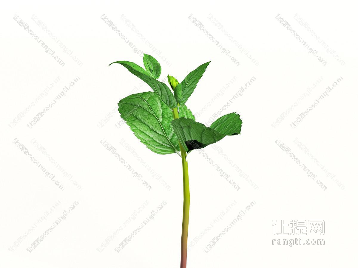 一棵薄荷叶苗花草植物