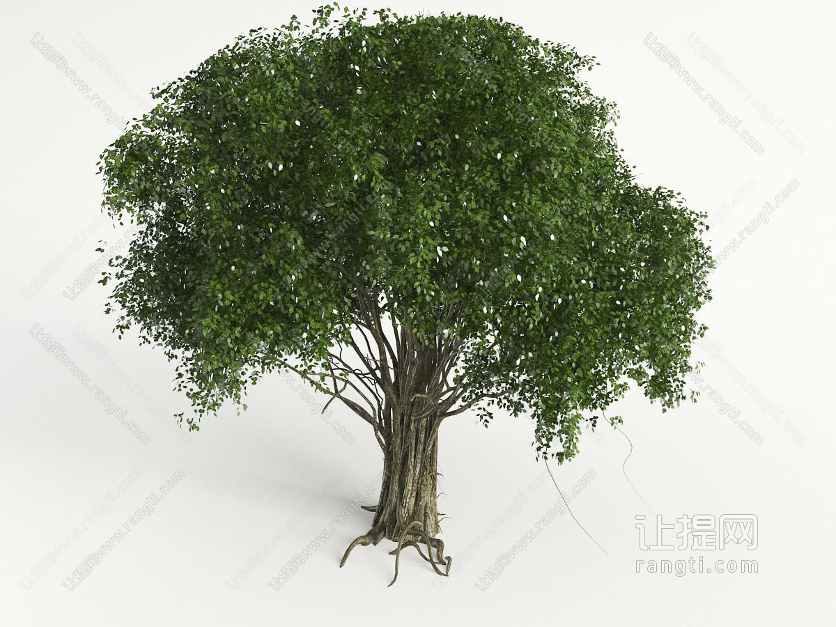 一棵枝繁叶茂的老树