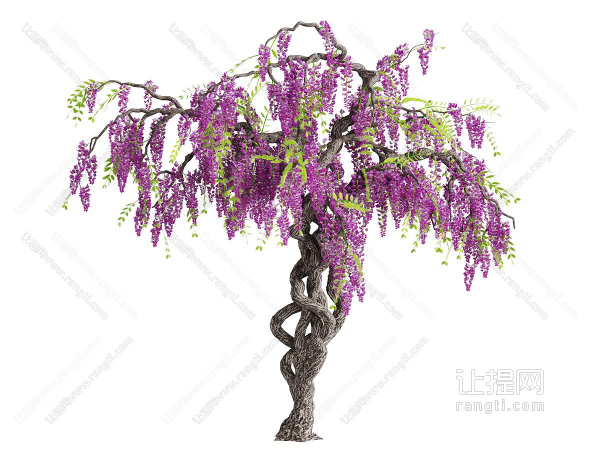 开满紫色的花树