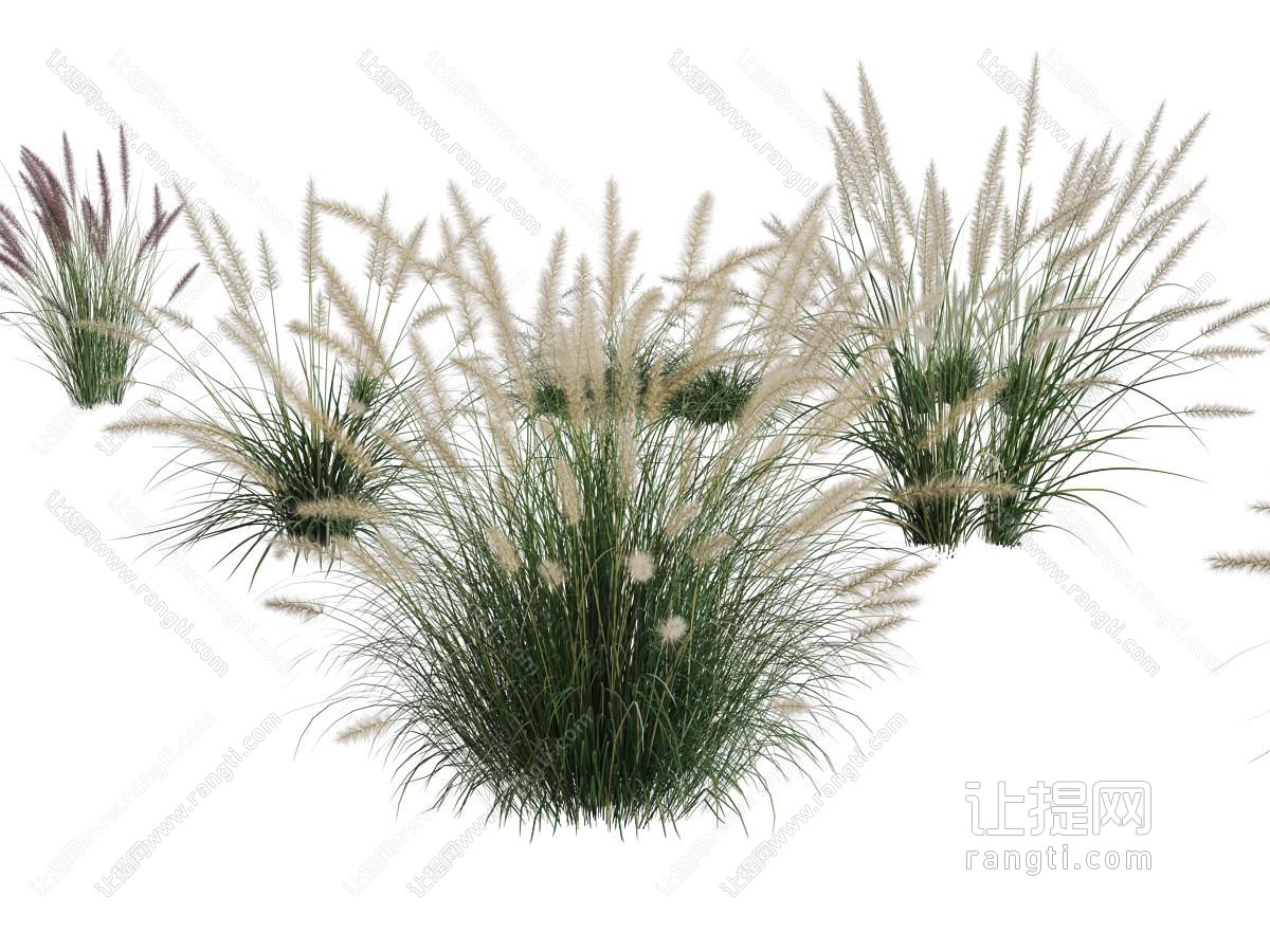 几丛花草植物