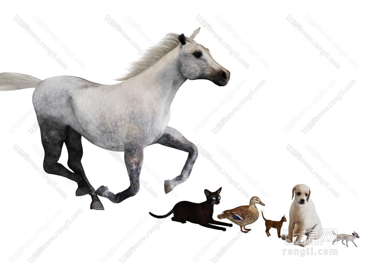 猫狗鸭子马爬行动物