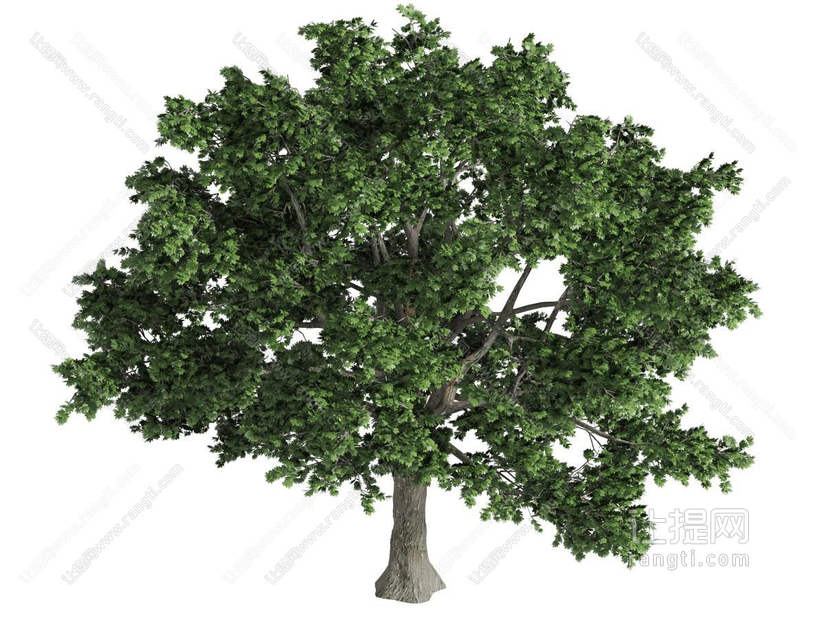一棵枝叶茂盛的大树