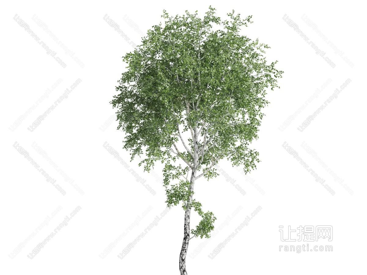 长得细高的道旁树木