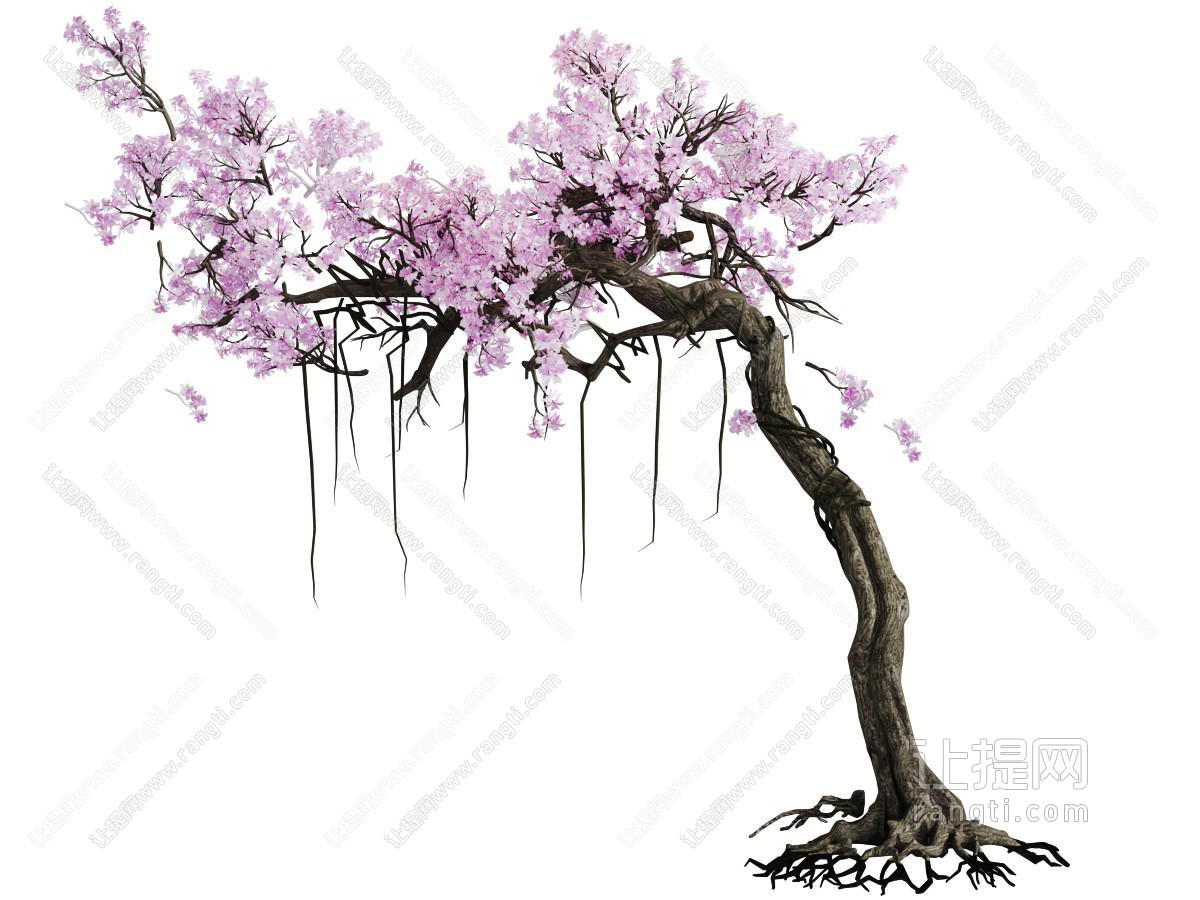 开满粉色花朵的老树