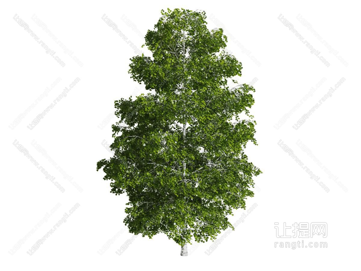 一棵高大的景观树木